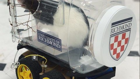 Los roedores mostraron interés por conducir un vehículo, aunque solo lo pudieron realizar hacia enfrente