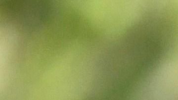 Gareth Bale asistió al Open de España.