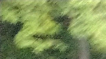 Ovidio Guzmán fue liberado poco después de que se anunciara su captura.