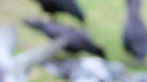 Gabi Mann y su especial relación con los cuervos.