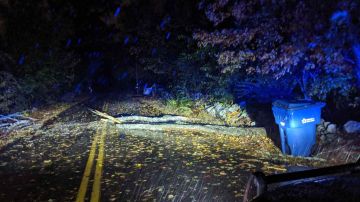 Un árbol caido en una carretera de Massachusetts.