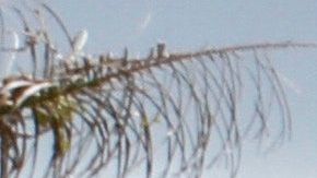 ¿Quién decide cuando un auto se vuelve clásico?