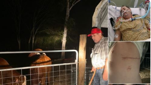 Greg Olsen fue atacado por segunda vez en menos de dos meses por su vaca Bellvia. 
