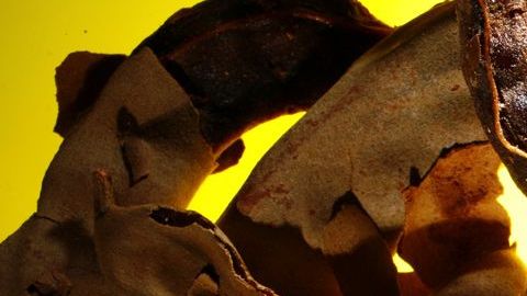 El consumo de la infusión de tamarindo es de los mejores remedios para combatir el estreñimiento.