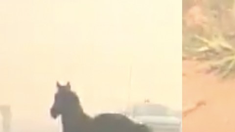 El caballo fue por su familia.