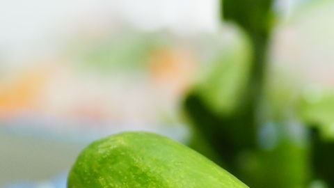 calabacitas-pxhere