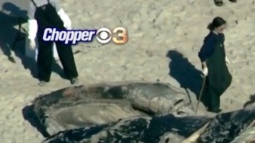 Uno de los ejemplares fallecidos