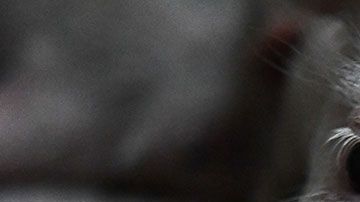 Los cerdos llegan a crecer hasta tener un peso de 1,100 libras.