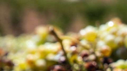 Las uvas verdes destacan por su alto contenido en fibra, lo cual promueve una correcta digestión y combate el estreñimiento. Esta cualidad también es indispensable para mantener limpias las arterias y evitar todo tipo de enfermedades cardiovasculares.