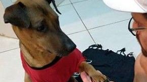 El aficionado se perderá las semifinales entre Flamengo y Gremio por una noble causa.