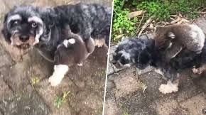 Koala confunde a un perro con su mamá.
