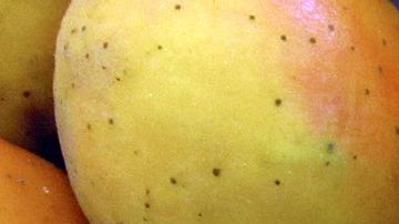 Los nísperos son una fruta con alto contenido en fibra, fomentan la buena digestión y combaten el estreñimiento.