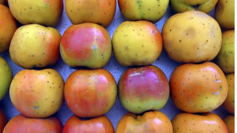 Los nísperos son una fruta con alto contenido en fibra, fomentan la buena digestión y combaten el estreñimiento.