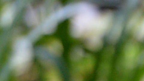 Cisne