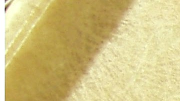 Pez cabeza de serpiente del norte.