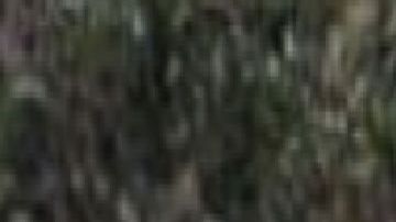 La matan con tiro de gracia donde el CJNG y Los Zetas mantienen disputa