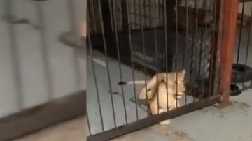 El aseguramiento se debió a una denuncia ciudadana.