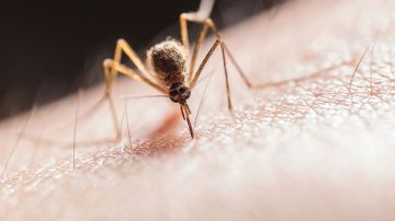 mosquitos-disney-world