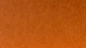 El té negro es una bebida con grandes poderes antioxidantes, de tal manera que actúa como un poderoso protector del organismo fortaleciendo el sistema inmunológico.