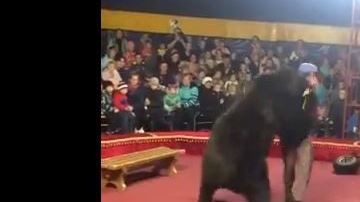 El oso asustó a todos los presentes.