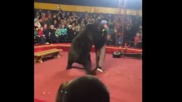 El oso asustó a todos los presentes.