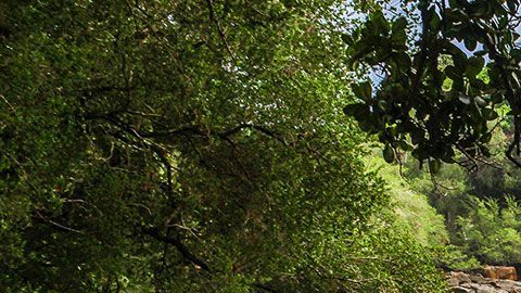 Nunca se imaginó que esta piedra le traería esa gran fortuna.