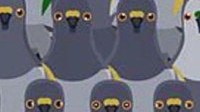 Reto visual que trata de encontrar al gato entre las palomas.