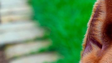 Actualmente, el menor se encuentra estable en el hospital.