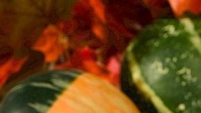 Ek pumpkin spice es uno de los productos más característicos del Thanksgiving, es una mezcla llena de personalidad que anuncia el fin de año de la manera más especial.