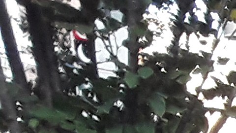 La dominicana Shirley Flores trabaja en un proyecto de construcción en Queens.