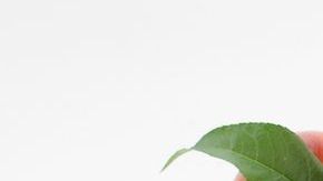 El jugo de melocotón es uno de los mejores remedios para laxar y depurar el organismo, es un desintoxicante natural poderoso y acelera la eliminación de toxinas, grasas y sales.