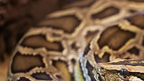 Las pitones no tienen colmillos y se alimentan de animales pequeños.