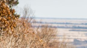 shutterstock_727973599