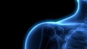 El hígado es el órgano más grande del cuerpo humano.