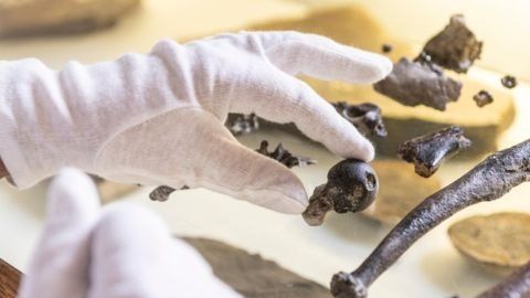 Danuvius guggenmosi tenía brazos similares a los de un bonobo, pero sus piernas eran similares a las de los humanos.