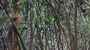 El ciervo ratón está gravemente amenazado por la caza indiscriminada.