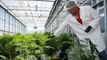 Se puede cultivar cannabis de forma legal en varios estados en Estados Unidos.