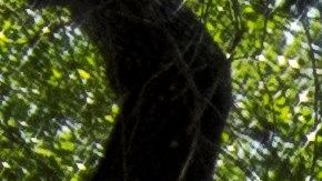 Ramiro Ramírez ante las tumbas de sus padres en el Cementerio Jackson Chapel, en San Juan, Texas.