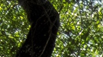 Ramiro Ramírez ante las tumbas de sus padres en el Cementerio Jackson Chapel, en San Juan, Texas.