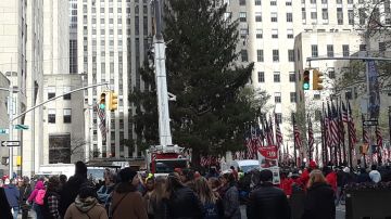 El árbol pesa unas 12  toneladas. 