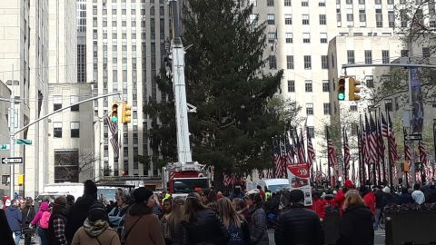 El árbol pesa unas 12  toneladas. 