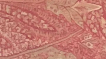 Irma Troche, beneficiaria del programa de asistencia Sección 8, denuncia rechazo de inmobiliarias que no le rentan apartamento por la fuente de sus ingresos