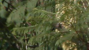 Forenses procesan los cadáveres .