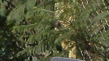 Forenses procesan los cadáveres hallados en Tonalá, Jalisco.