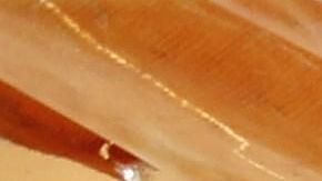 Restos de mamuts hallados en trampas artificiales en el municipio de Tultepec.