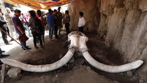 Restos de mamuts hallados en trampas artificiales en el municipio de Tultepec.