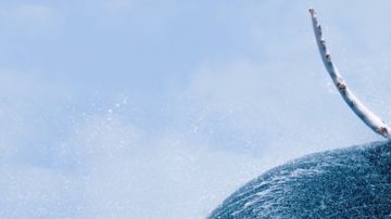 Las ballenas comenzaron a usar predominantemente su cola para nadar.