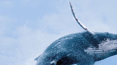 Las ballenas comenzaron a usar predominantemente su cola para nadar.