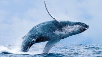 Las ballenas comenzaron a usar predominantemente su cola para nadar.
