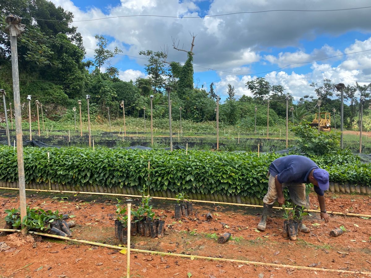 En la zona montañosa de Utuado los agricultores trabajan de sol a sol para poder recuperarse por completo de las secuelas del huracán María. 